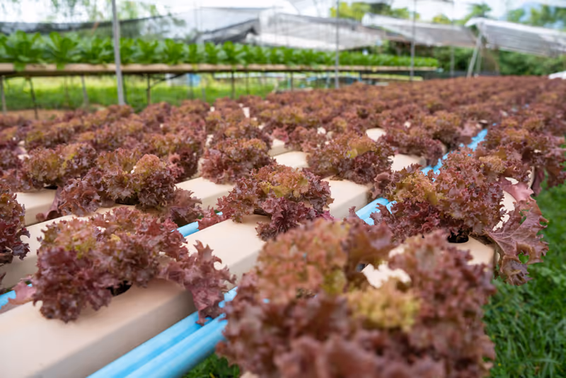 Sayuran Segar dari Kebun, Diantar Setiap Hari.