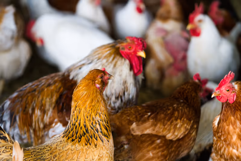 Ayam Kampung & Telur Segar.